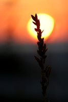 Landscapes