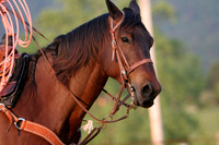 Roping
